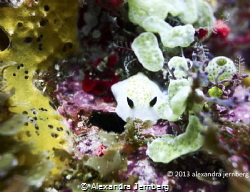 Nudibranch. Sony Rx-100. by Alexandra Jernberg 